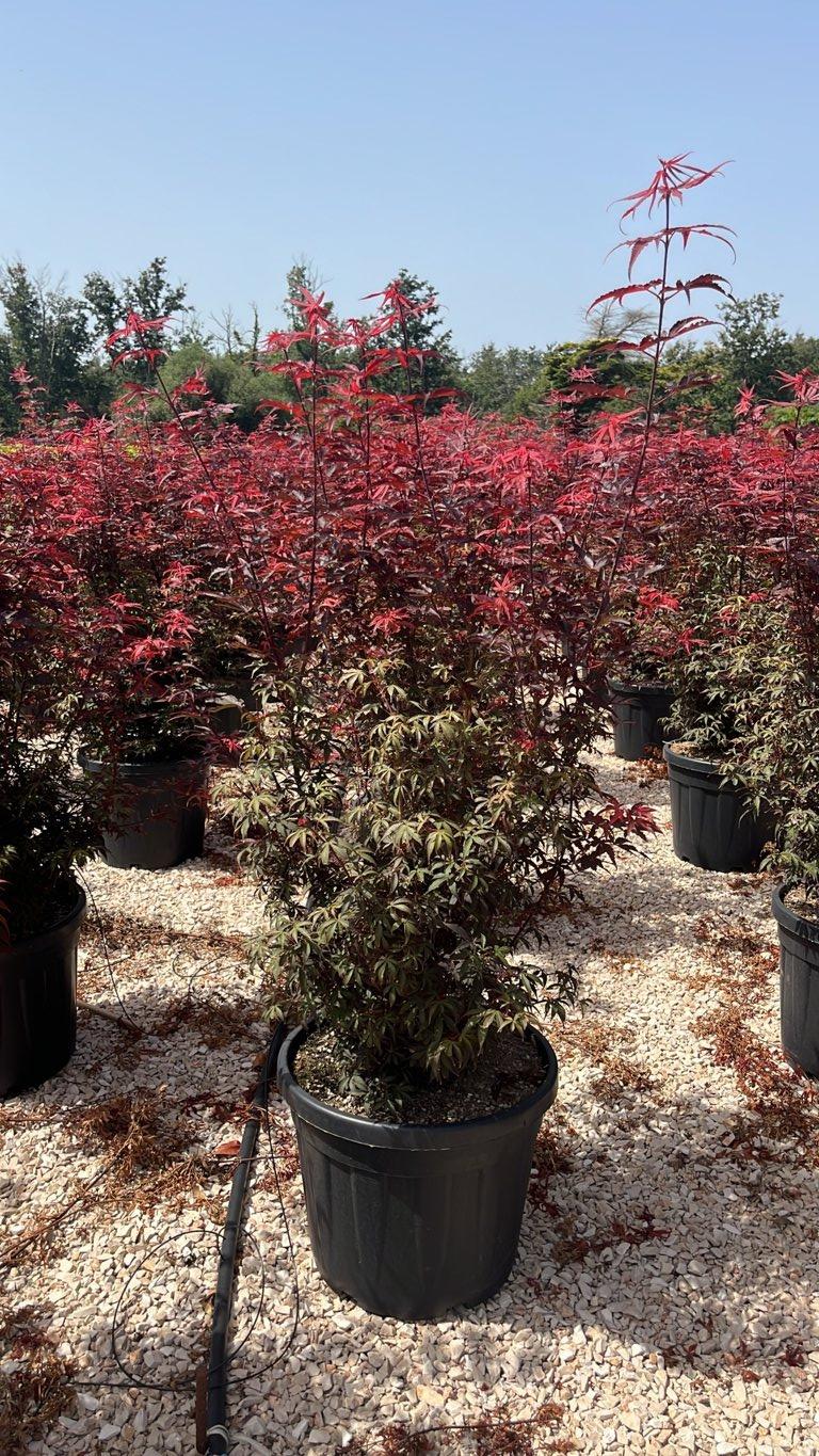 Acer Palmatum Skeeter's Broom — Cespuglio, altezza 100/150 cm, vaso 55 litri