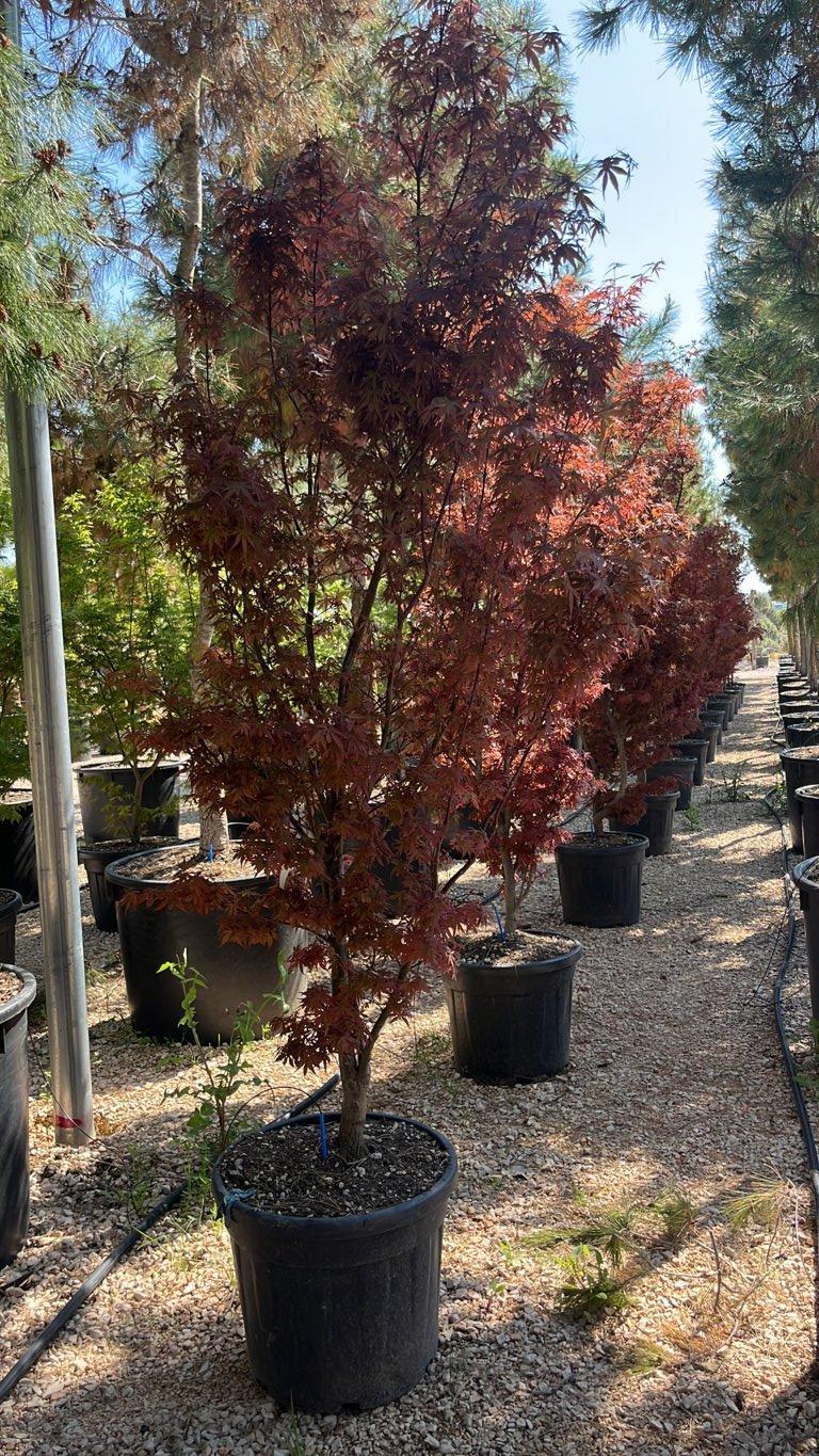 Acer Palmatum Skeeter's Broom — Cespuglio, altezza 175/200 cm, vaso 55 litri