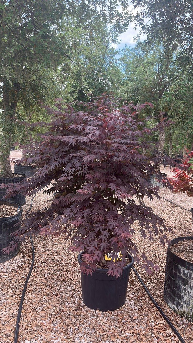 Acer Palmatum Trompenburg — Cespuglio, vaso 70 litri