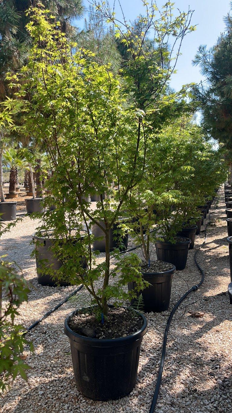 Acer Palmatum Viridis — Cespuglio, altezza 150/200 cm, vaso 70 litri