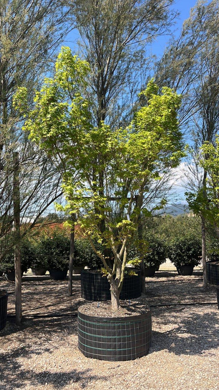 Acer Palmatum Viridis (Acero giapponese) — Cespuglio, altezza 300/350 cm, in rete