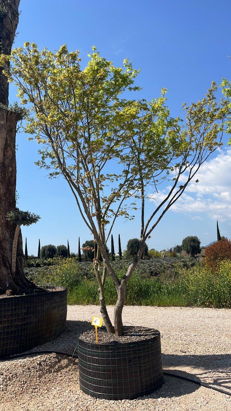 Acer Palmatum Viridis (Acero giapponese) — Cespuglio, altezza 350/400 cm, in rete