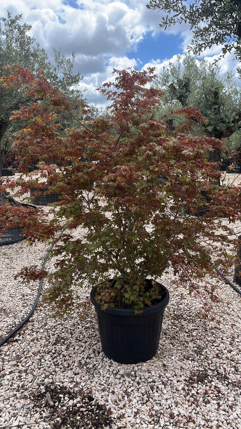 Acer Palmatum Wilson's Pink Dwarf — Cespuglio, vaso 70 litri