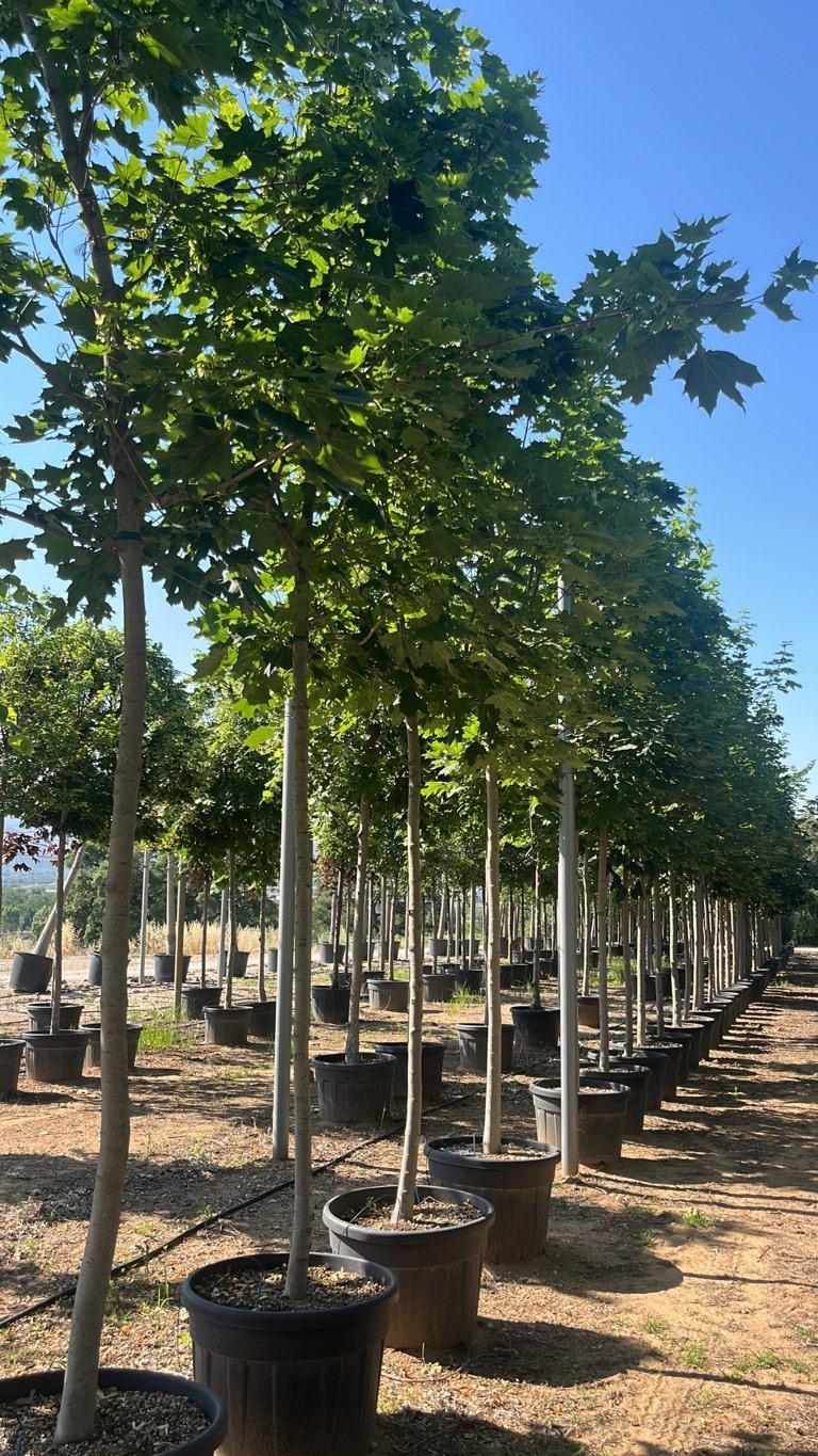 Acer Platanoides (Acero riccio) — Albero, circonferenza 18/20 cm, vaso 150 litri