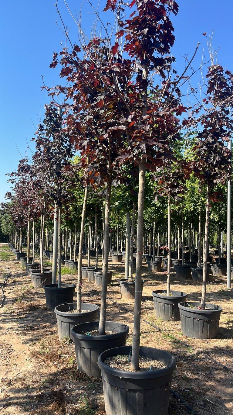 Acer Platanoides Crimson King — Albero, circonferenza 18/20 cm, vaso 150 litri