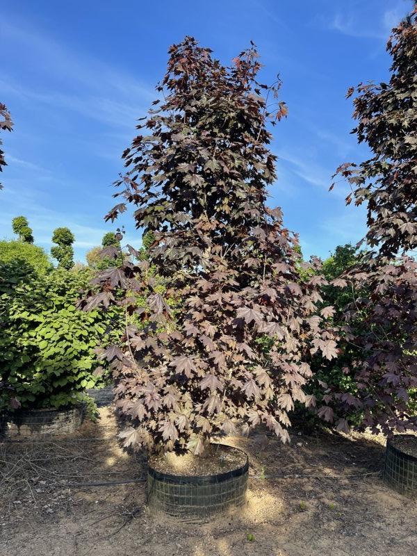 Acer Platanoides Crimson King — Cespuglio, altezza 350/400 cm, in rete