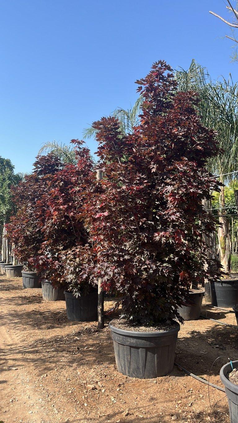 Acer Platanoides Crimson Sentry — Cespuglio, altezza 250/300 cm, vaso 230 litri