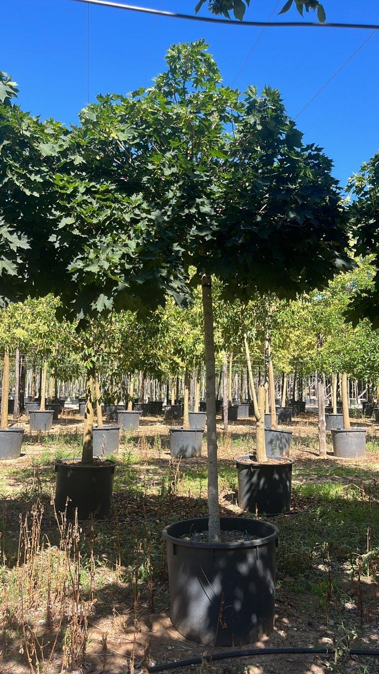 Acer Platanoides Globosum — Albero, circonferenza 20/25 cm, vaso 240 litri