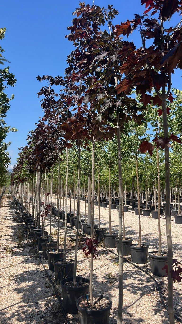 Acer Platanoides Royal Red — Albero, circonferenza 8/10 cm, vaso 30 litri