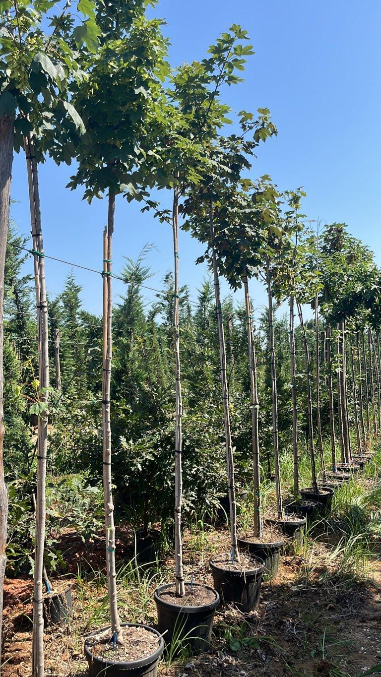 Acer Pseudoplatanus (Acero di monte) — Albero, circonferenza 6/8 cm, vaso 30 litri