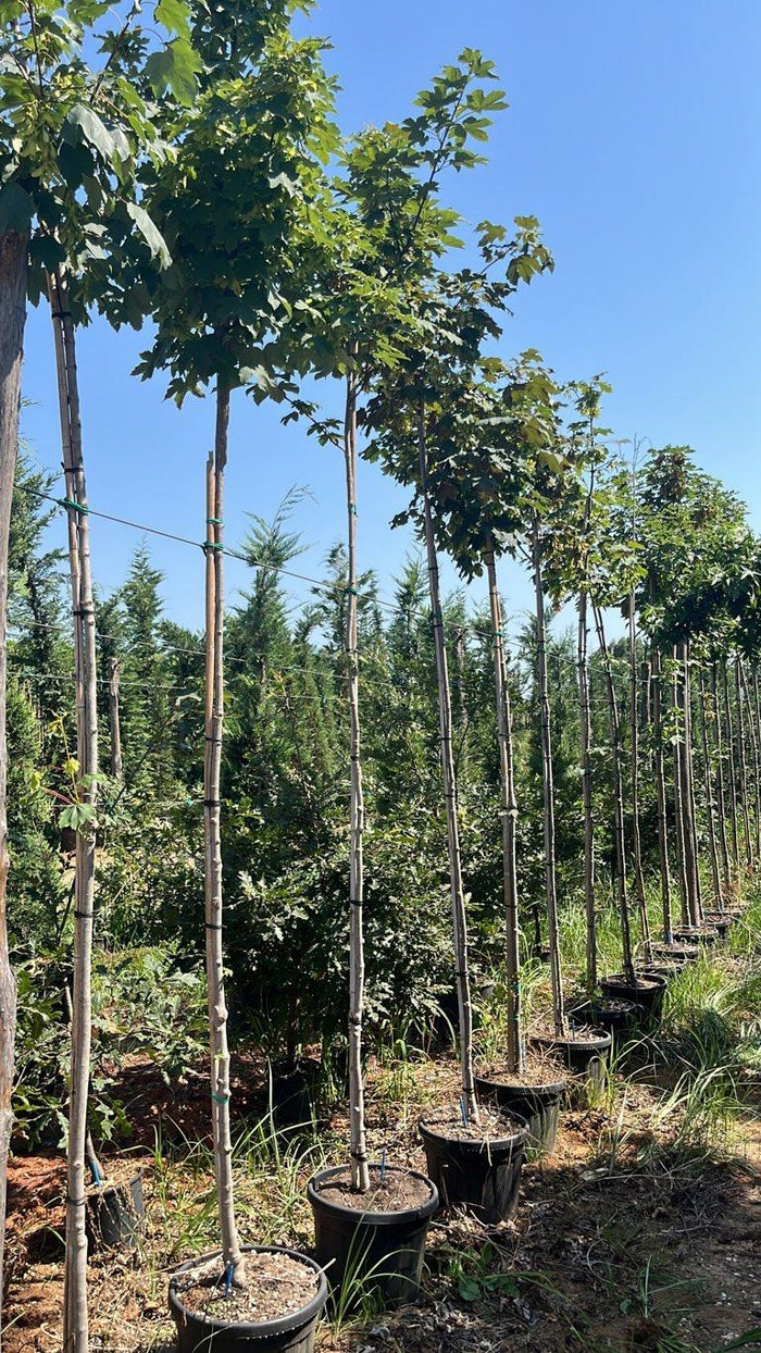 Acer Pseudoplatanus (Acero di monte) — Albero, circonferenza 6/8 cm, vaso 30 litri