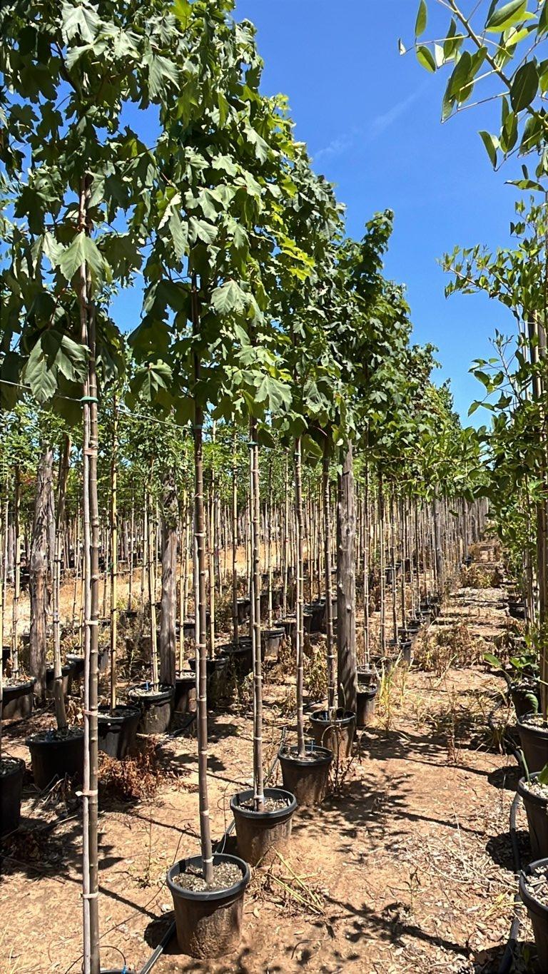 Acer Pseudoplatanus (Acero di monte) — Albero, circonferenza 6/8 cm, vaso 20 litri