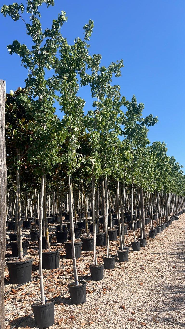 Acer Rubrum (Acero rosso) — Albero, circonferenza 8/10 cm, vaso 15 litri