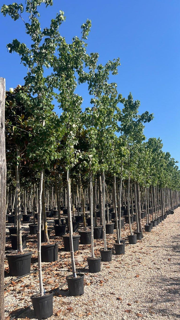 Acer Rubrum (Acero rosso) — Albero, circonferenza 8/10 cm, vaso 15 litri