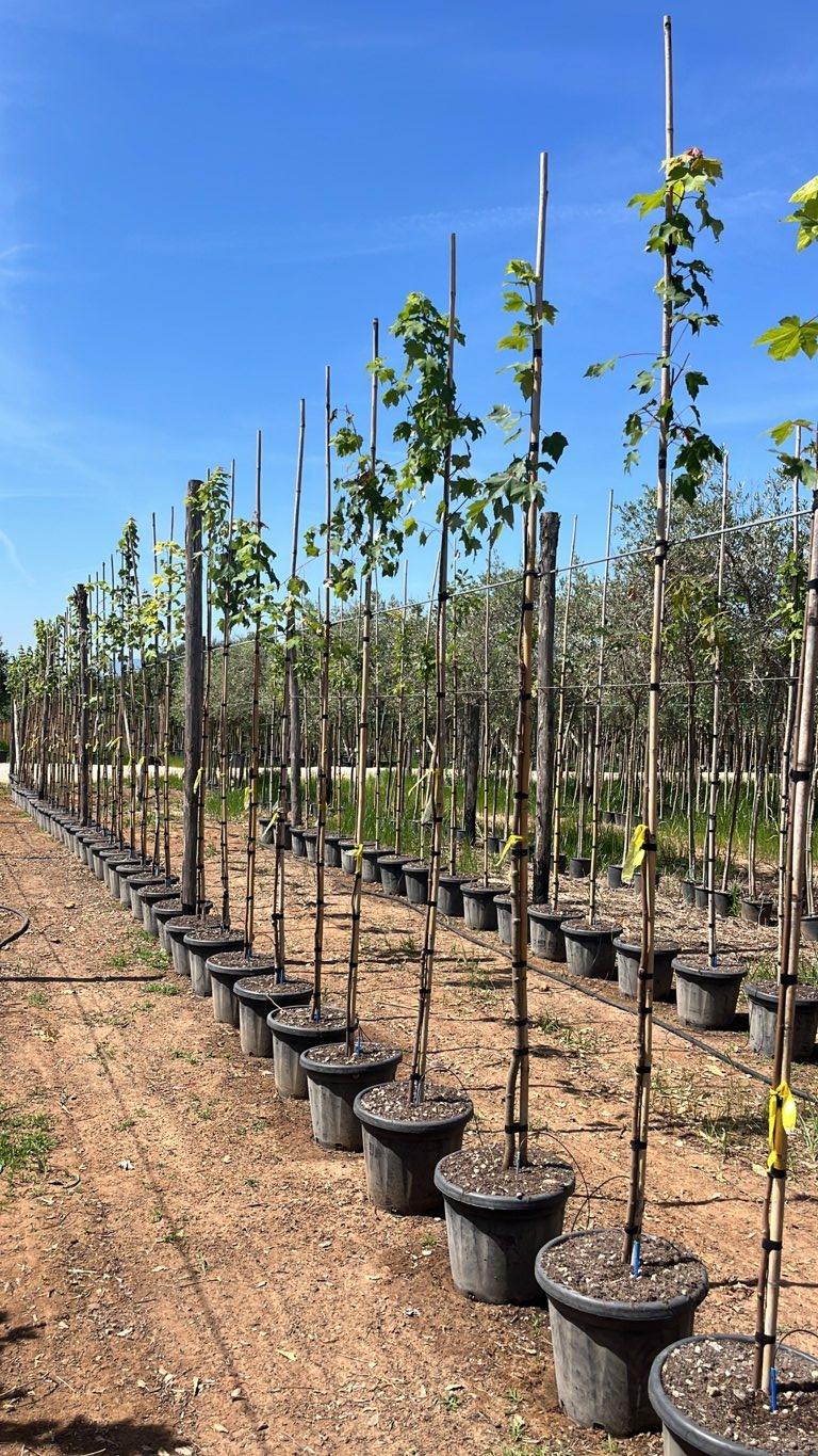 Acer Rubrum (Acero rosso) — Albero astone, vaso 25 litri