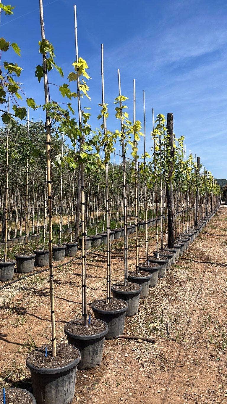 Acer Rubrum Brandywine — Albero, circonferenza 6/8 cm, vaso 25 litri