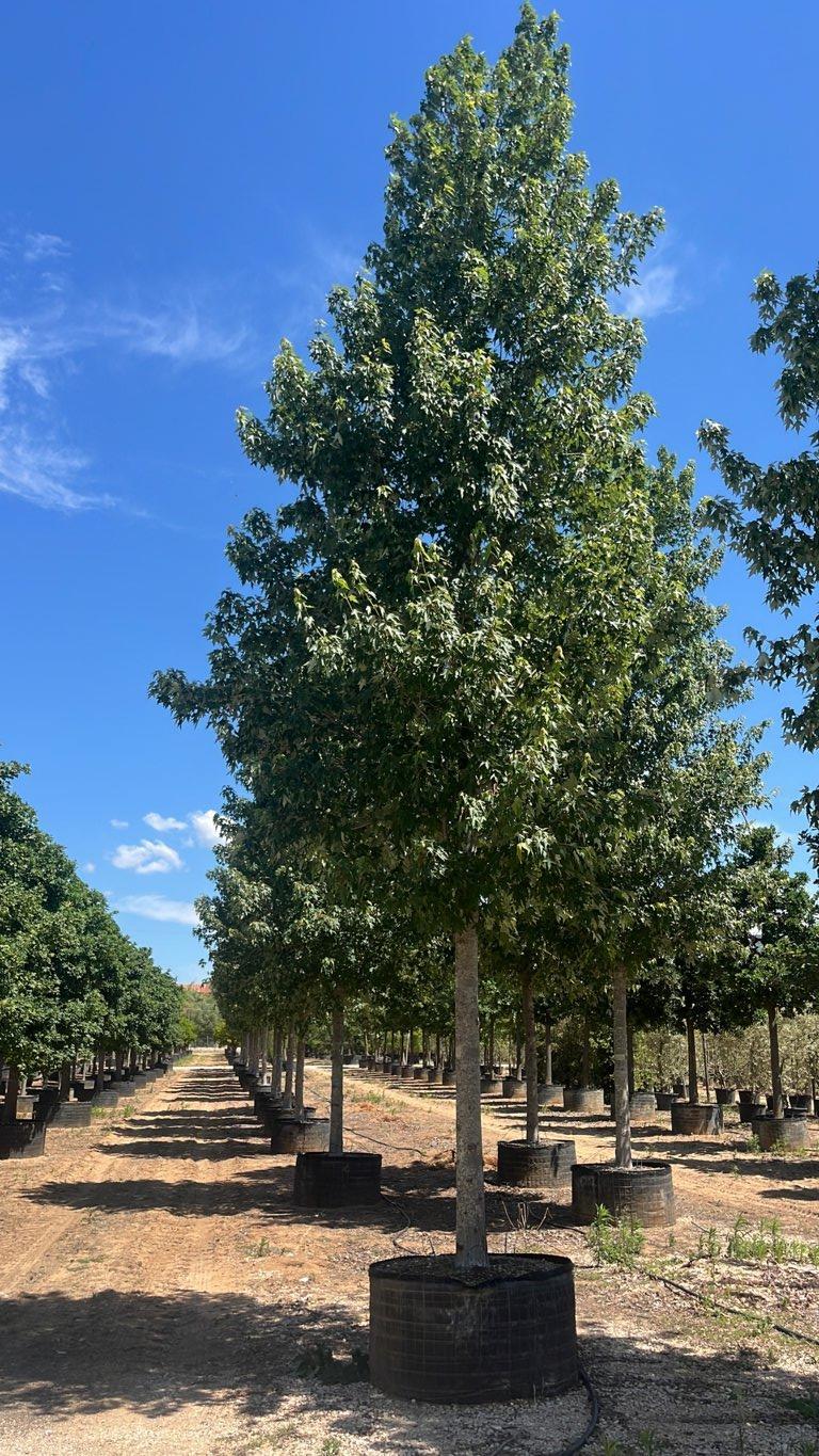 Acer Rubrum October Glory — Albero, circonferenza 40/45 cm, in rete