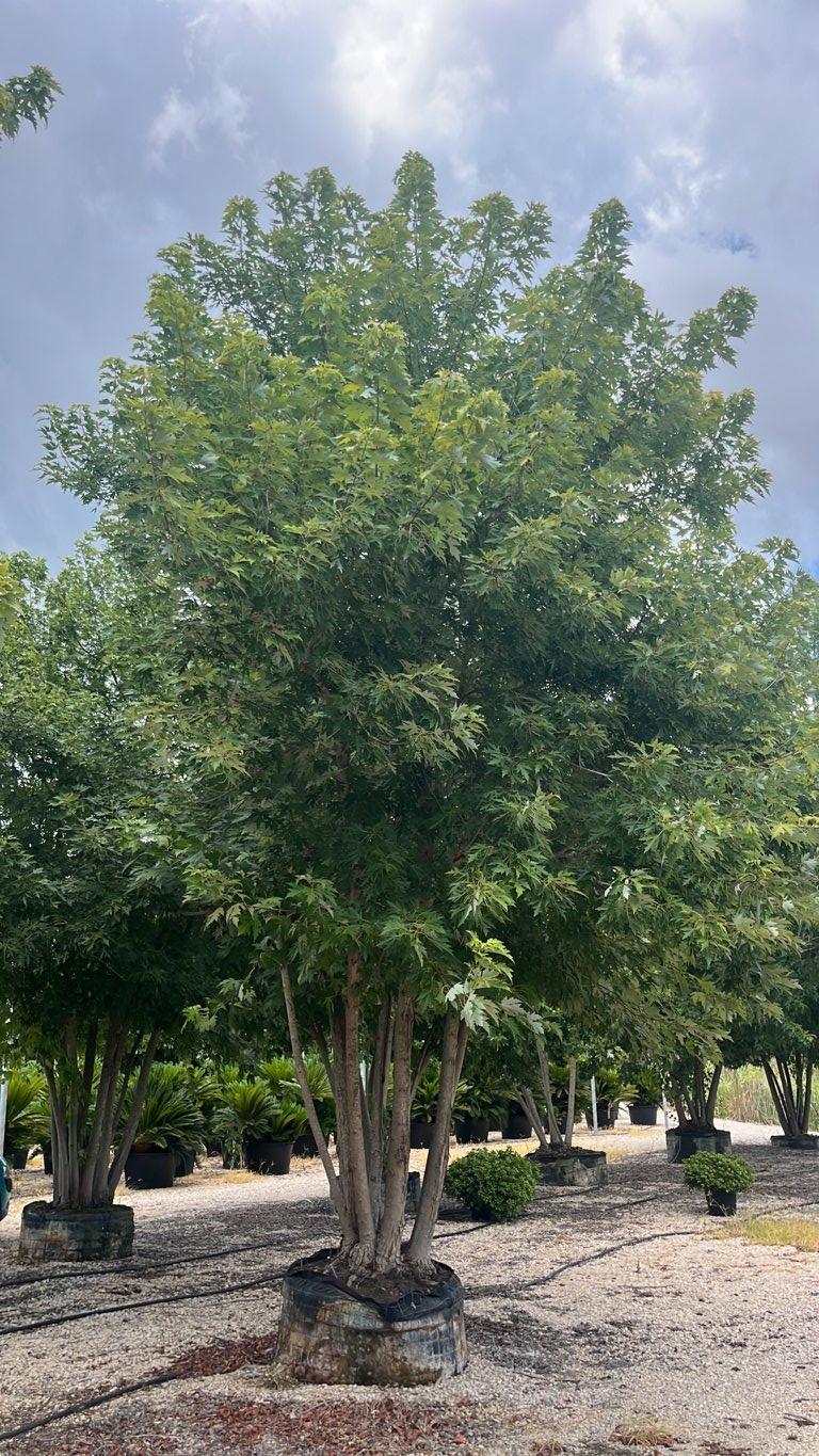 Acer Saccharinum (Acero argentato) — Cespuglio, altezza 600/650 cm, in rete