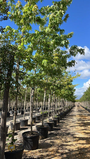 Acer Saccharinum (Acero argentato) — Albero, circonferenza 20/25 cm, vaso 150 litri