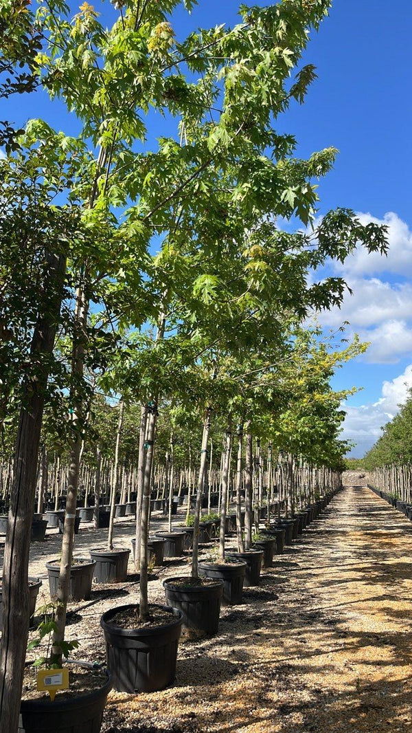 Acer Saccharinum (Acero argentato) — Albero, circonferenza 20/25 cm, vaso 150 litri