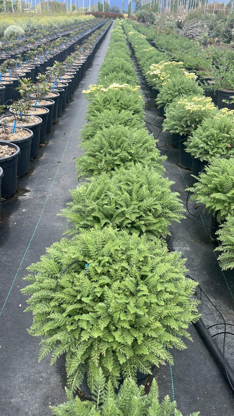Achillea Crithmifolia — Cespuglio, vaso 9 litri