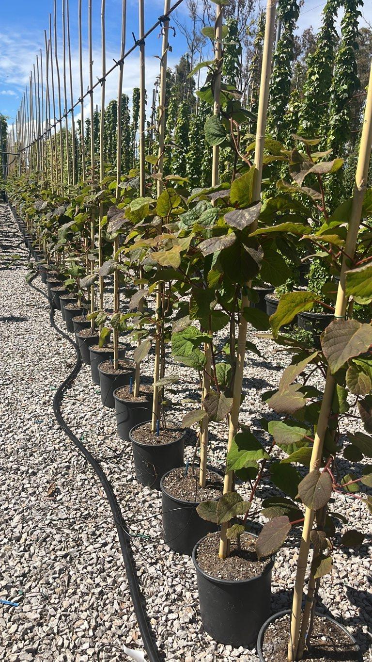 Actinidia Autofertile (Kiwi) — Rampicante, canna 300 cm, vaso 9 litri