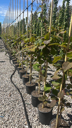 Actinidia Autofertile (Kiwi) — Rampicante, canna 300 cm, vaso 9 litri