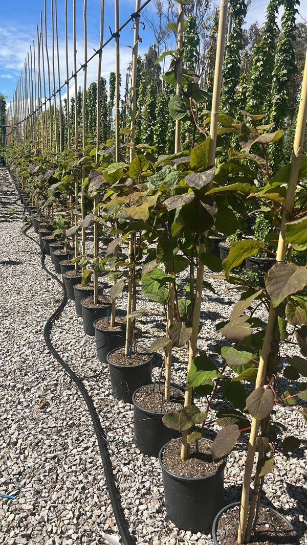 Actinidia Autofertile (Kiwi) — Rampicante, canna 300 cm, vaso 9 litri
