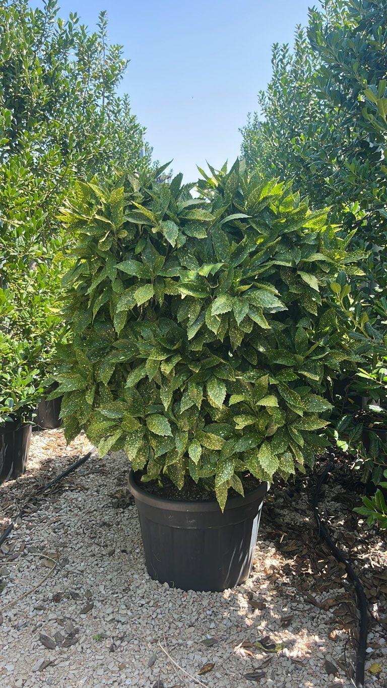 Aucuba Japonica Crotonifolia — Cespuglio, vaso 90 litri