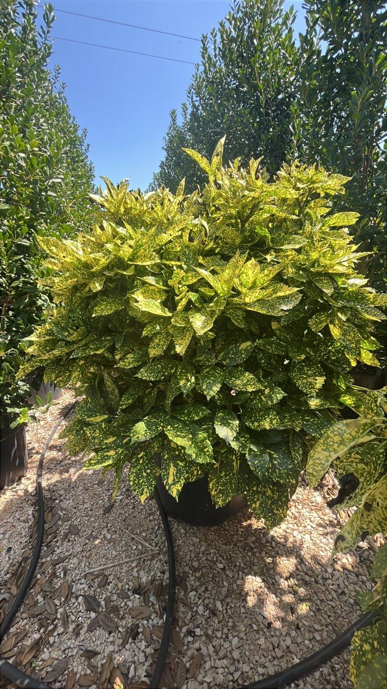 Aucuba Japonica Crotonifolia — Cespuglio, vaso 90 litri