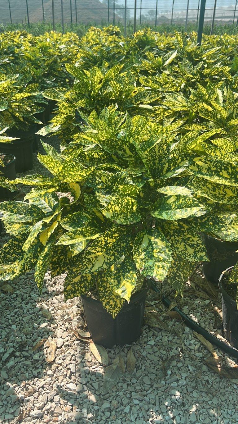 Aucuba Japonica Crotonifolia — Cespuglio, vaso 9 litri