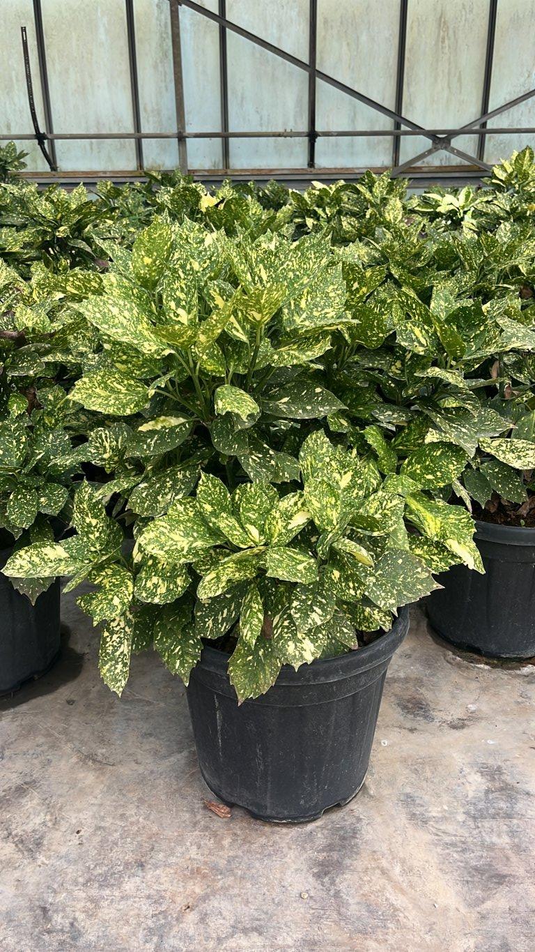 Aucuba Japonica Crotonifolia — Cespuglio, vaso 30 litri