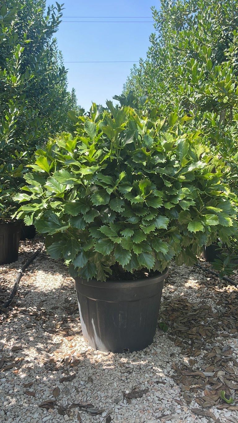 Aucuba Japonica Rozannie — Cespuglio, vaso 90 litri