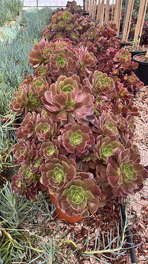 Aeonium Arboreum Atropurpureum — vaso 12 litri