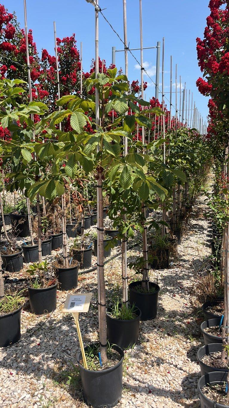 Aesculus Hippocastanum (Ippocastano) — Albero, circonferenza 6/8 cm, vaso 9 litri