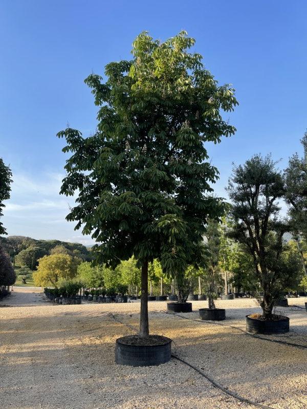 Aesculus Hippocastanum (Ippocastano) — Albero, circonferenza 50/55 cm, in rete