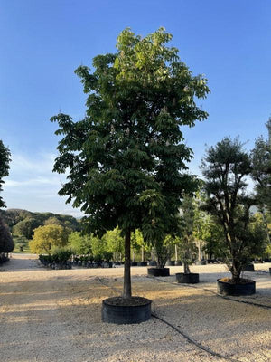 Aesculus Hippocastanum (Ippocastano) — Albero, circonferenza 50/55 cm, in rete