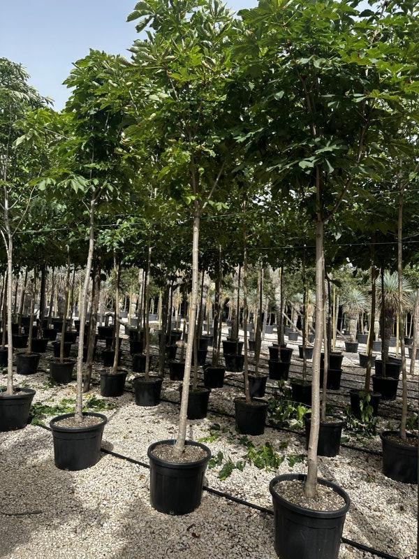 Aesculus Hippocastanum (Ippocastano) — Albero, circonferenza 16/18 cm, vaso 70 litri