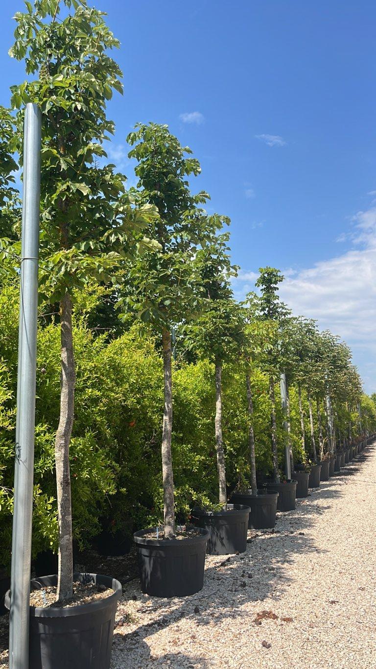 Aesculus Hippocastanum (Ippocastano) — Albero, circonferenza 20/25 cm, vaso 180 litri