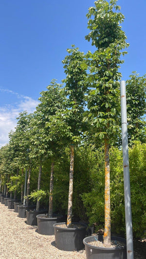 Aesculus Hippocastanum (Ippocastano) — Albero, circonferenza 30/40 cm, vaso 285 litri