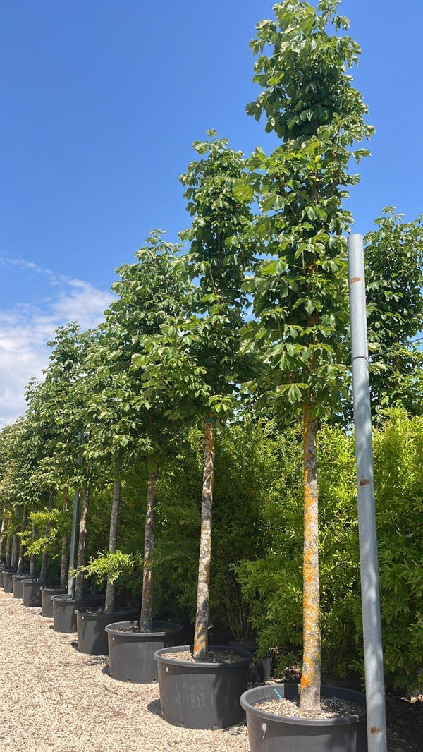 Aesculus Hippocastanum (Ippocastano) — Albero, circonferenza 30/40 cm, vaso 285 litri