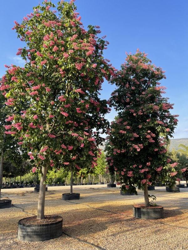 Aesculus Carnea Briotii (Ippocastano rosso) — Albero, circonferenza 50/55 cm, in rete