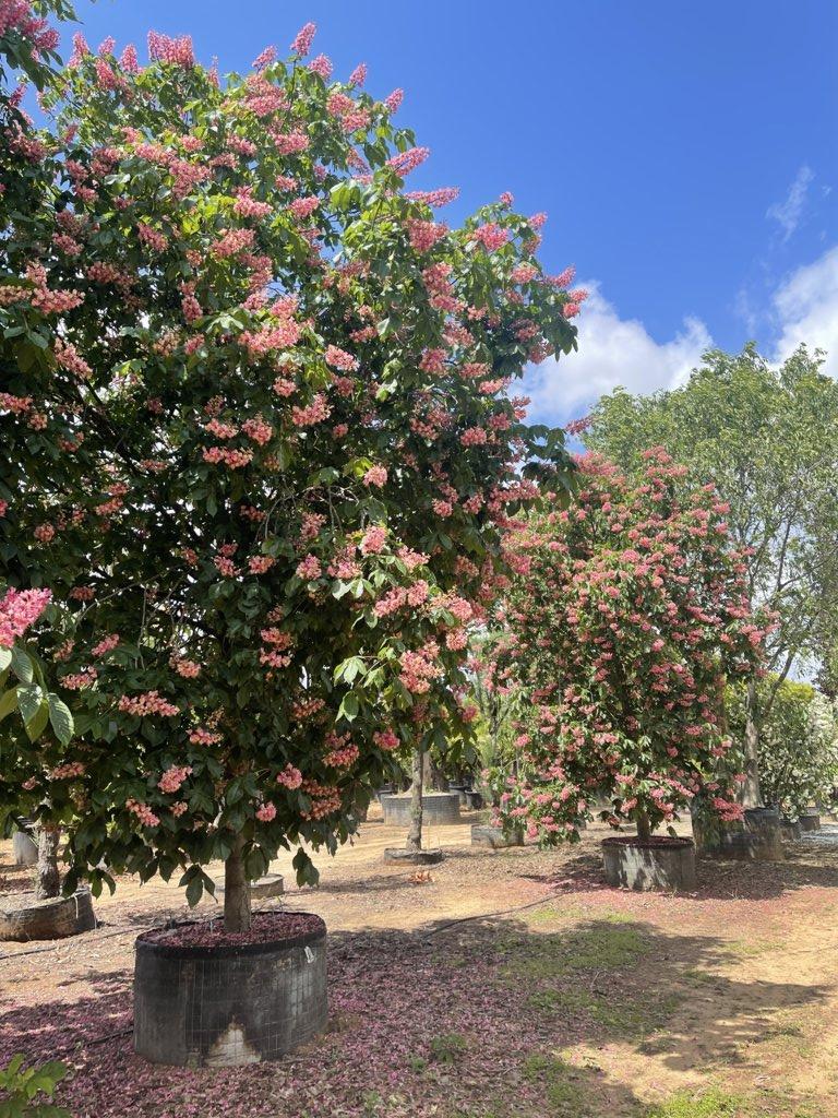 Aesculus Carnea Briotii (Ippocastano rosso) — Albero, circonferenza 45/50 cm, in rete