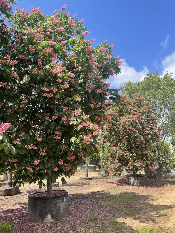 Aesculus Carnea Briotii (Ippocastano rosso) — Albero, circonferenza 45/50 cm, in rete
