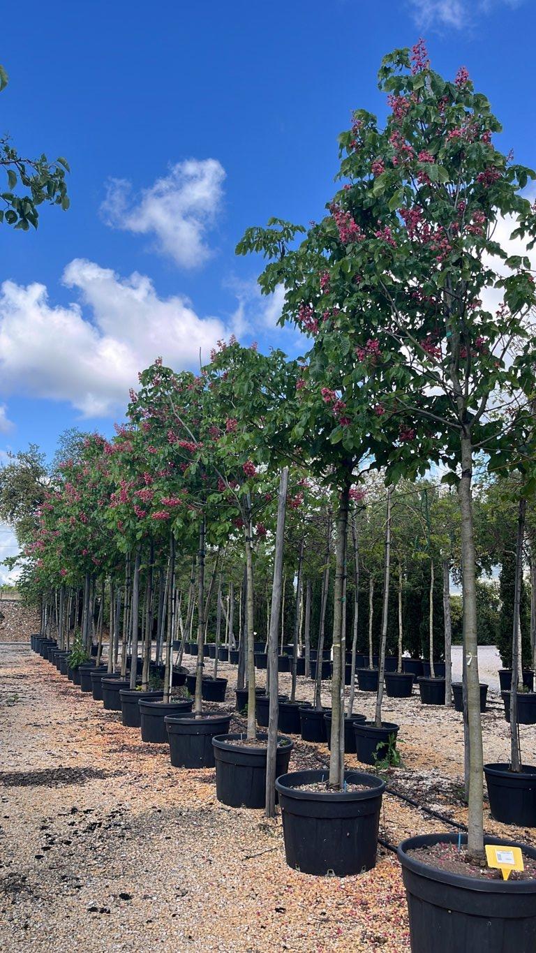 Aesculus Carnea Briotii (Ippocastano rosso) — Albero, circonferenza 20/25 cm, vaso 180 litri