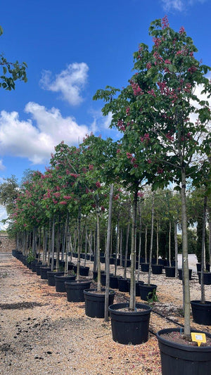 Aesculus Carnea Briotii (Ippocastano rosso) — Albero, circonferenza 20/25 cm, vaso 180 litri