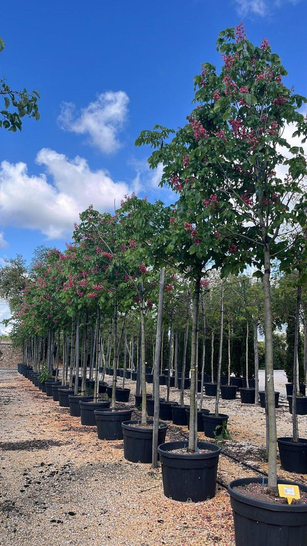 Aesculus Carnea Briotii (Ippocastano rosso) — Albero, circonferenza 20/25 cm, vaso 180 litri