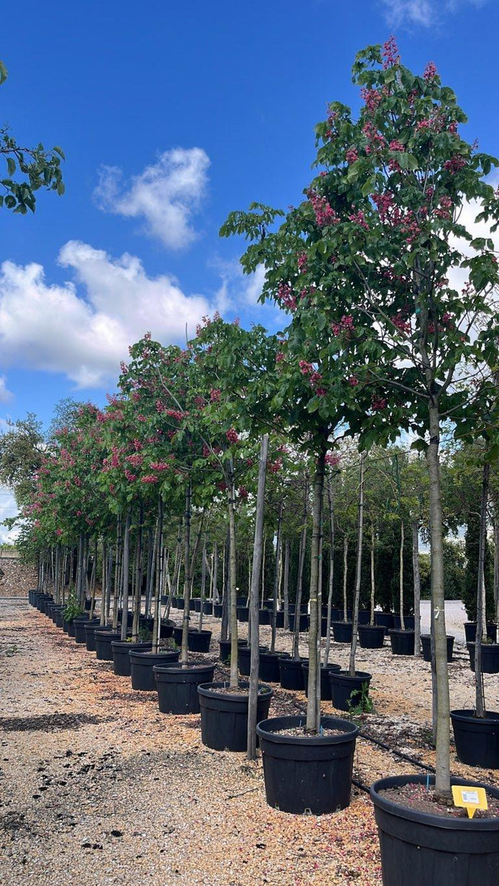 Aesculus Carnea Briotii (Ippocastano rosso) — Albero, circonferenza 20/25 cm, vaso 180 litri