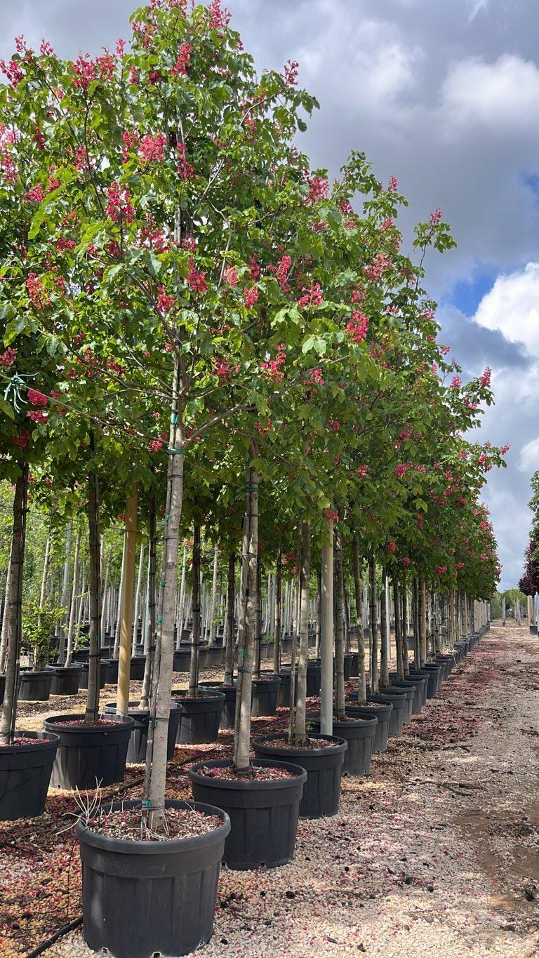 Aesculus Carnea Briotii (Ippocastano rosso) — Albero, circonferenza 18/20 cm, vaso 130 litri