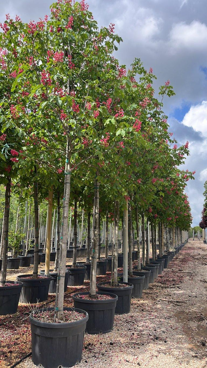 Aesculus Carnea Briotii (Ippocastano rosso) — Albero, circonferenza 18/20 cm, vaso 130 litri